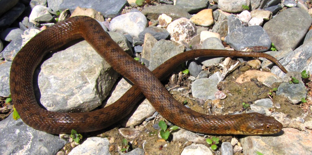 Natrix maura